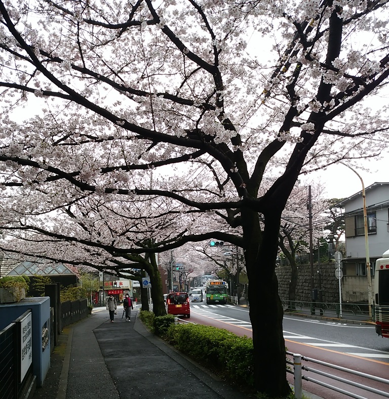 中野通り桜（新青梅街道）