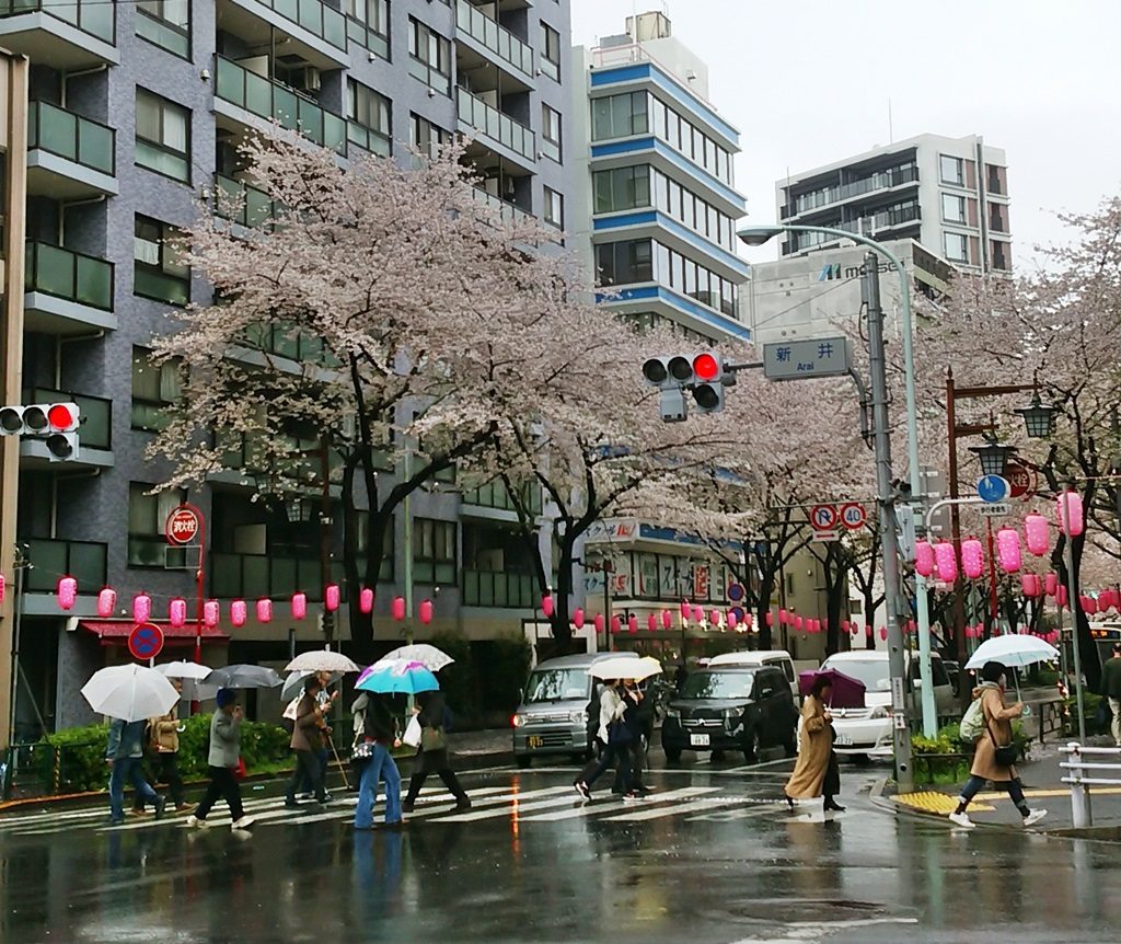 中野通り桜（早稲田通り）