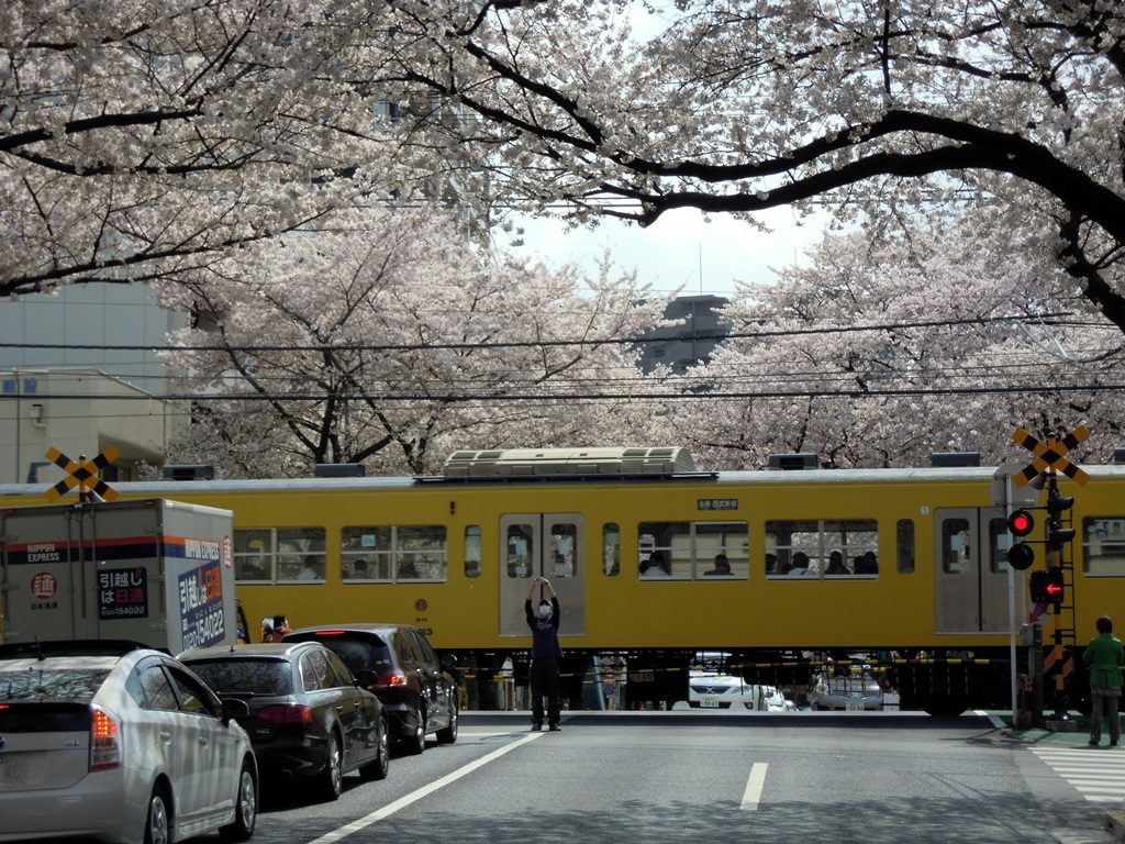 中野通り桜（西武新宿線）