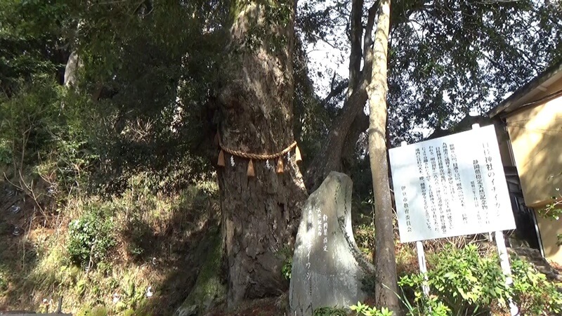 イチイカシの木